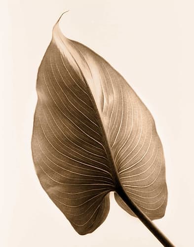 Alocasia 2 Art Print by Amanda Greenwood