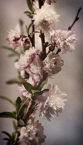 Blossoming Almond 1 Art Print