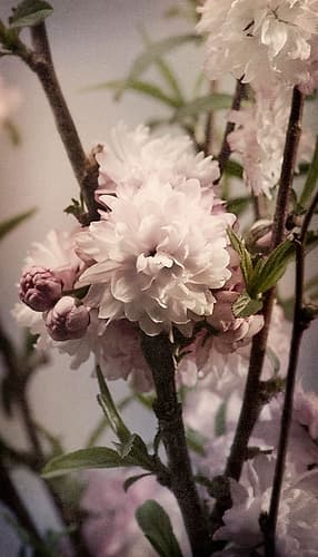 Blossoming Almond 2 Art Print
