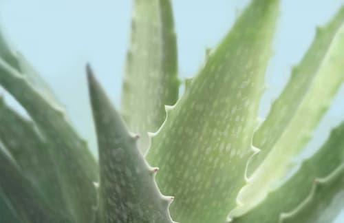 Soft Focus Succulent 1 Art Print by Julie Greenwood