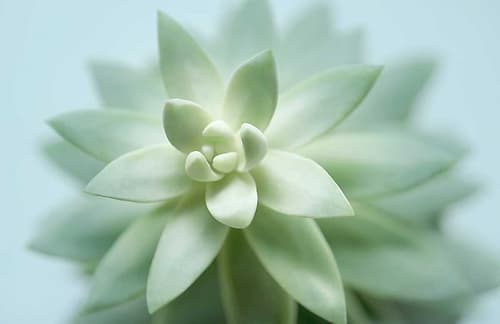 Soft Focus Succulent 2 Art Print by Julie Greenwood