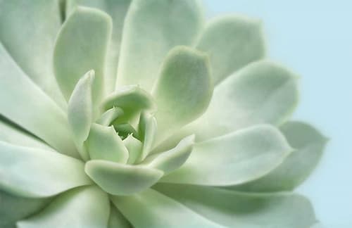 Soft Focus Succulent 3 Art Print by Julie Greenwood