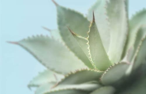Soft Focus Succulent 4 Art Print