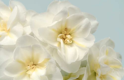 Winter Whites Art Print