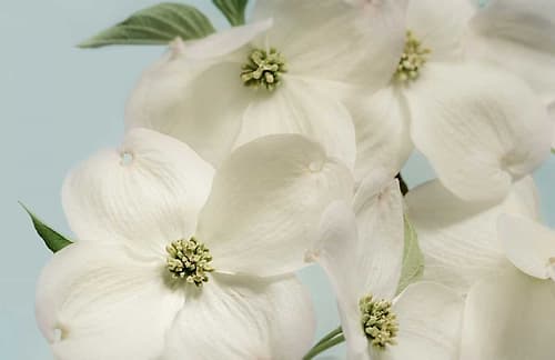 Spring Whites Art Print by Julie Greenwood