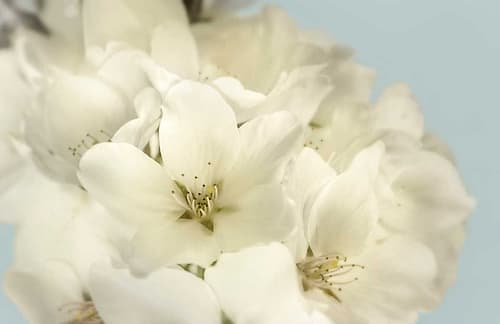 Summer Whites Art Print