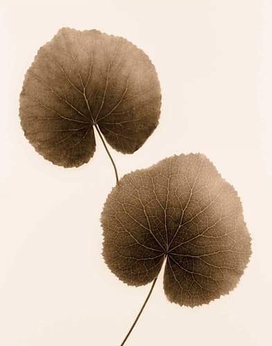 Galax Leaf Art Print by Julie Greenwood