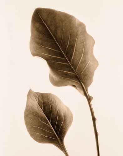Philodendron Leaf Art Print by Julie Greenwood