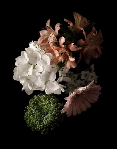 Midnight Hydrangea Art Print by Julie Greenwood