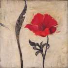 Scarlet Blossom Art Print by Ivo Stoyanov