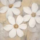 Modern Pale Blossoms Art Print by Ivo Stoyanov