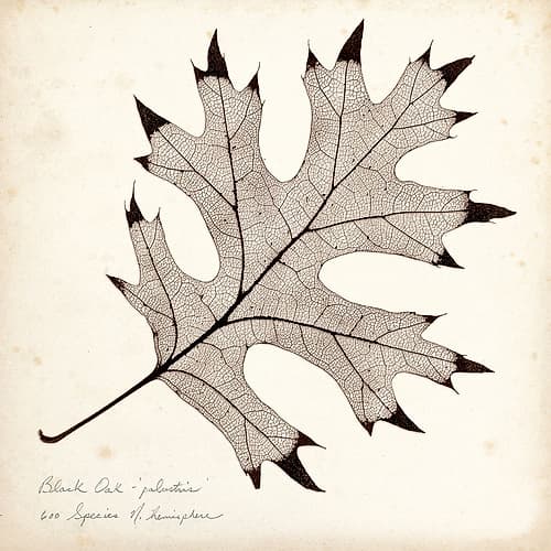 Black Oak Leaf Inspirational Print