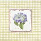 Silver and Balsam Botanical Print