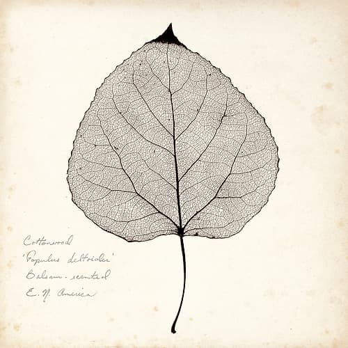 Cottonwood Leaf Inspirational Print