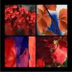 Red Autumn Art Print