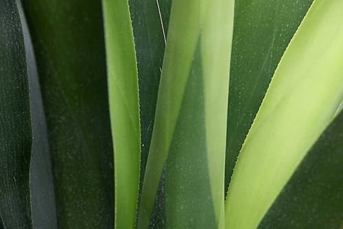Fresh Green 4 Photography Print