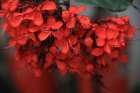Red Autumn 1 Art Print