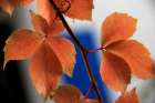 Red Autumn 2 Art Print