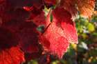 Red Autumn 4 Art Print