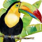 Tropical Toucan Art Print