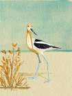 Avocet By The Sea Art Print