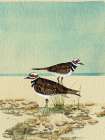 Killdeer By The Sea Art Print
