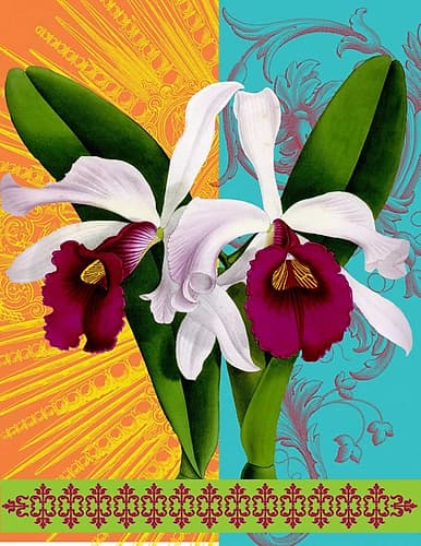 Star Burst Orchid Art Print by Walter Robertson