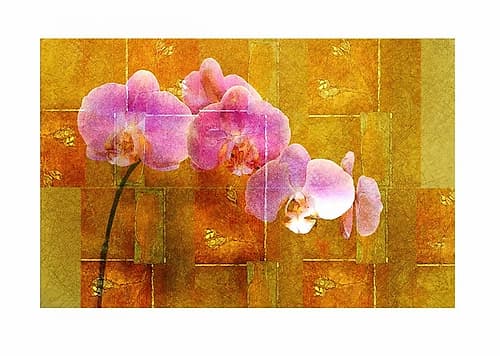 Sheer Pink Orhcid Art Print by Walter Robertson