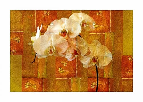 Sheer White Orchid Art Print by Walter Robertson