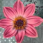 Polka Dot Dahlia 2 Art Print