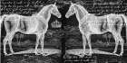 Filigree Horse Art Print
