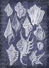 Shell Life 1 Art Print