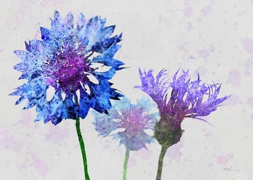 Colorful Cornflowers 1 Art Print