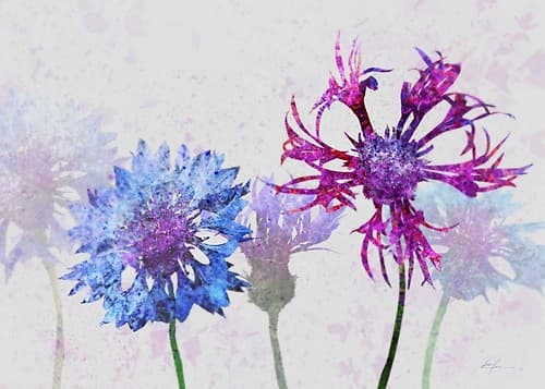 Colorful Cornflowers 2 Art Print