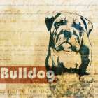 Bulldog Sketch Art Print