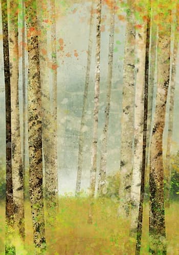 Yellow Birch 2 Art Print