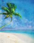 Palm Beach and Starfish Art Print