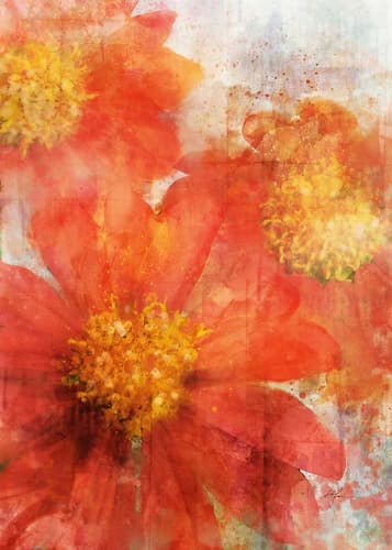Tithonia Bloom 2 Art Print