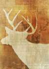 Whitetail Deer Art Print