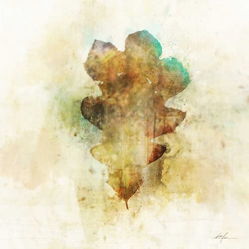 Falling Oak Leaf Nature Print
