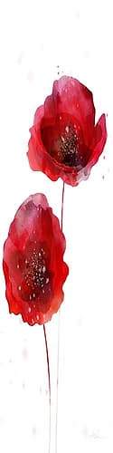 Rain Shower Poppy 2 Art Print