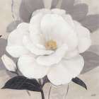 Unfolding Blossoms Detail 2 Art Print by Ivo Stoyanov