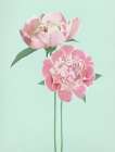 SummerPeonies Art Print
