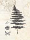 CLASSIC FERN Botanical Print