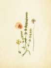 French Herbarium 4 Art Print