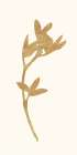 Gold Botanical 2 Botanical Print