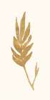 Gold Botanical 3 Botanical Print