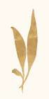 Gold Botanical 5 Botanical Print