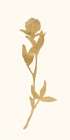 Gold Botanical 6 Botanical Print