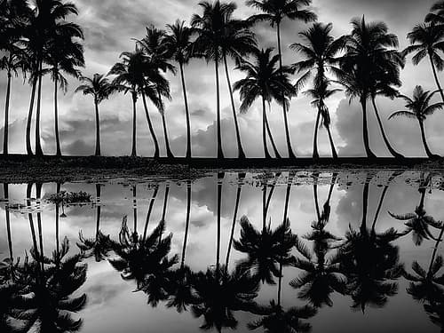 Palm Reflection Coastal Print